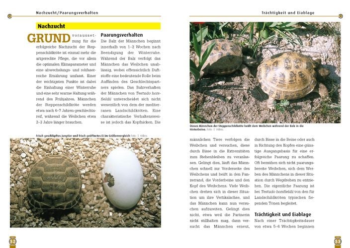 Produktbild: Die Steppenschildkr&ouml;te