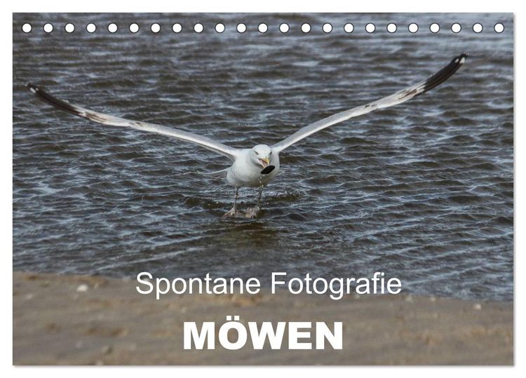 Produktbild: Spontane Fotografie - M&ouml;wen (Tischkalender 2026 DIN A5 quer), CALVENDO Monatskalender