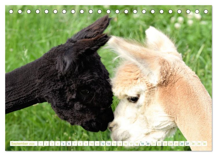 Produktbild: Unvergessliche Begegnungen mit Alpakas (Tischkalender 2026 DIN A5 quer), CALVENDO Monatskalender