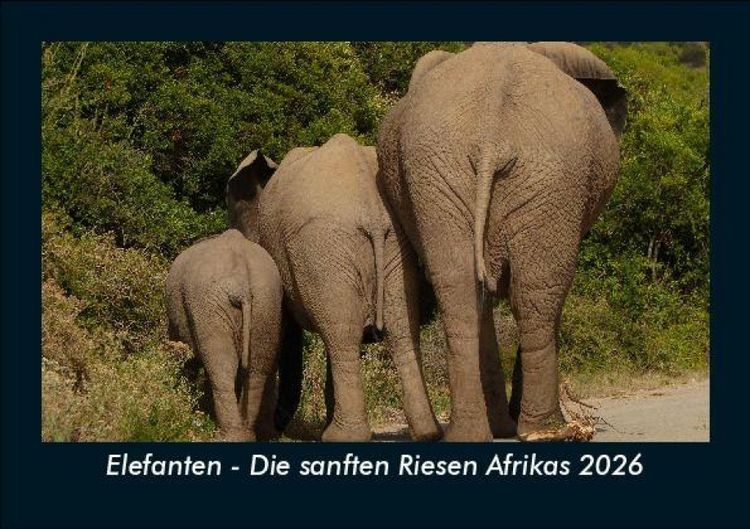 Produktbild: Elefanten - Die sanften Riesen Afrikas 2026 Fotokalender DIN A5