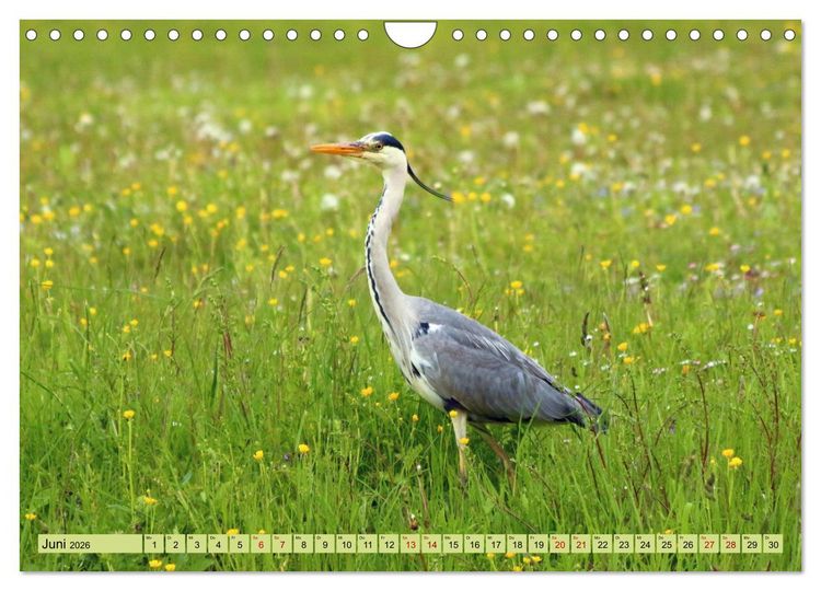Produktbild: Heimische V&ouml;gel - Im Wald, im Garten und auf der Wiese (Wandkalender 2026 DIN A4 quer), CALVENDO Monatskalender