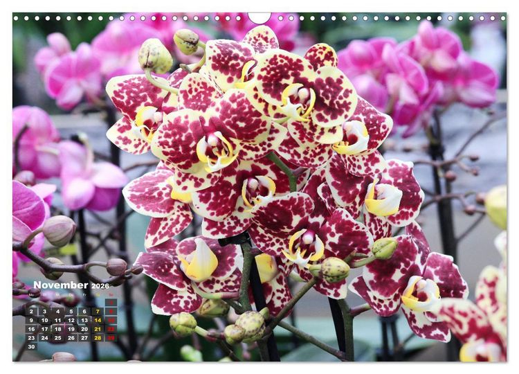 Produktbild: Pr&auml;chtige Orchideen (Wandkalender 2026 DIN A3 quer), CALVENDO Monatskalender