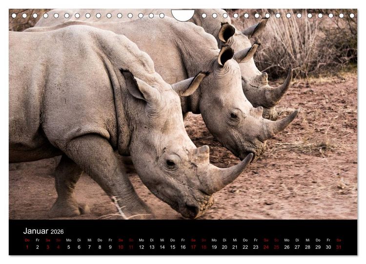 Produktbild: Afrika - Faszination Tierwelt (Wandkalender 2026 DIN A4 quer), CALVENDO Monatskalender