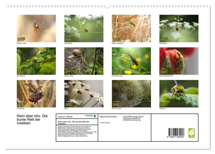 Produktbild: Klein aber oho. Die bunte Welt der Insekten (hochwertiger Premium Wandkalender 2026 DIN A2 quer), Kunstdruck in Hochglanz