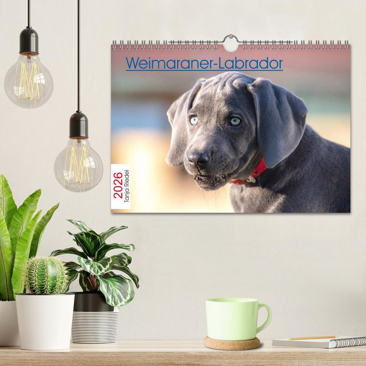 Produktbild: Weimaraner-Labrador (Wandkalender 2026 DIN A4 quer), CALVENDO Monatskalender