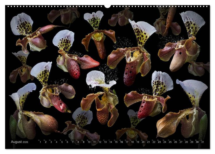 Produktbild: Musica fant&aacute;sia - Die wundersame Welt des Fotok&uuml;nstlers Olaf Bruhn (Wandkalender 2026 DIN A2 quer), CALVENDO Monatskalender