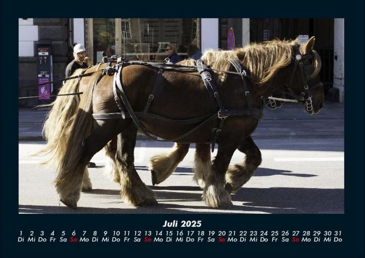 Produktbild: Die Welt der Pferde 2025 Fotokalender DIN A4