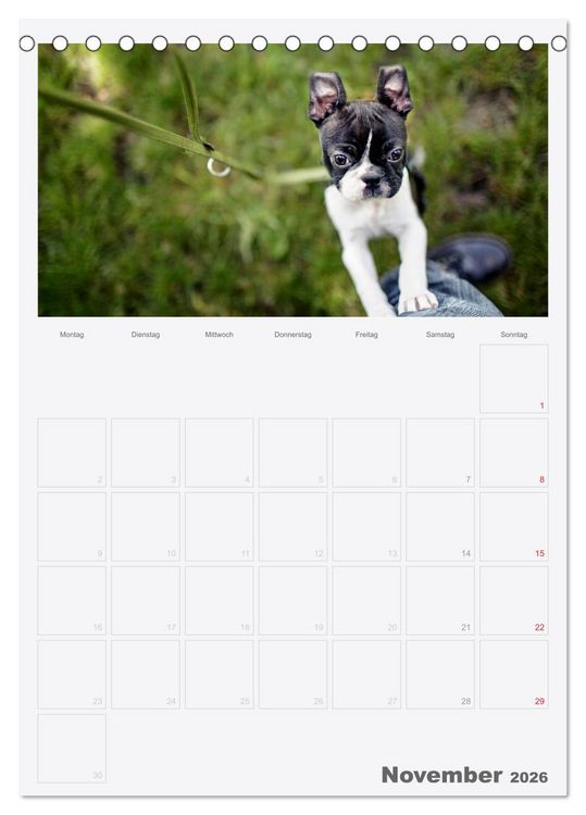 Produktbild: Boston Terrier der Hund 2026 (Tischkalender 2026 DIN A5 hoch), CALVENDO Monatskalender