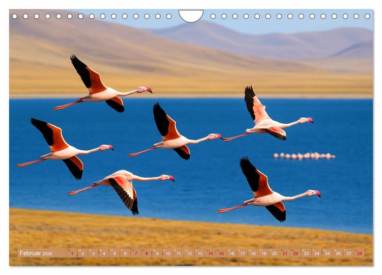Produktbild: &Uuml;ber dem Vogelflug (Wandkalender 2026 DIN A4 quer), CALVENDO Monatskalender