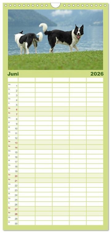 Produktbild: Familienplaner 2026 - Der Bordercollie-Kalender mit 5 Spalten (Wandkalender, 21 x 45 cm) CALVENDO