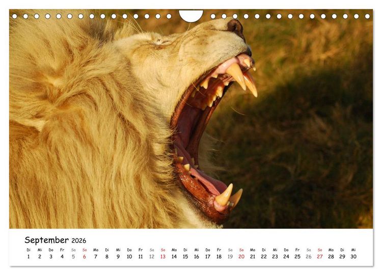 Produktbild: L&ouml;wen Impressionen (Wandkalender 2026 DIN A4 quer), CALVENDO Monatskalender