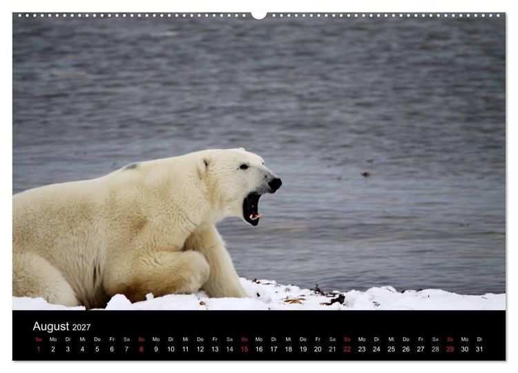 Produktbild: Arktische Tr&auml;ume - Eisb&auml;ren in Kanada (Wandkalender 2027 DIN A2 quer), CALVENDO Monatskalender