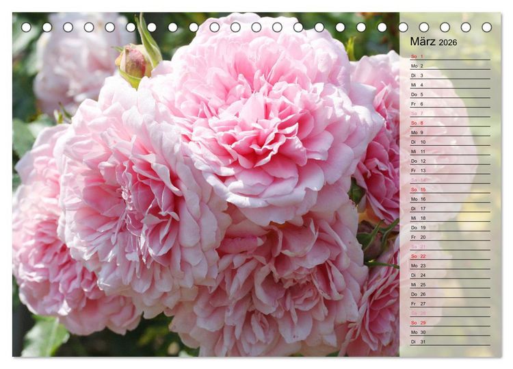 Produktbild: Rosensommer (Tischkalender 2026 DIN A5 quer), CALVENDO Monatskalender