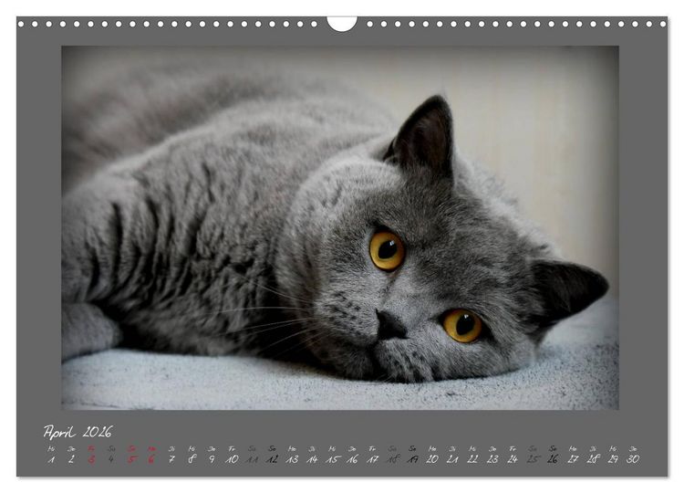 Produktbild: GRAUE ENGEL Britischkurzhaar-Katzen (Wandkalender 2026 DIN A3 quer), CALVENDO Monatskalender
