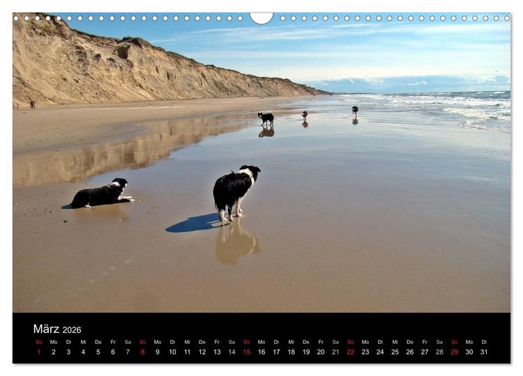 Produktbild: Border Collies machen Urlaub in D&auml;nemark (Wandkalender 2026 DIN A3 quer), CALVENDO Monatskalender