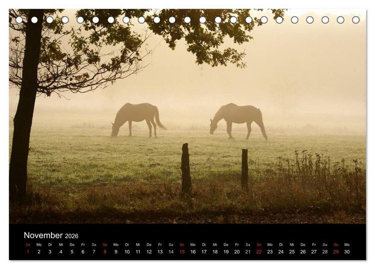 Produktbild: Faszination Pferde (Tischkalender 2026 DIN A5 quer), CALVENDO Monatskalender