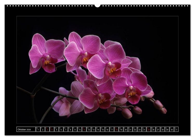 Produktbild: Orchideen 2026 (hochwertiger Premium Wandkalender 2026 DIN A2 quer), Kunstdruck in Hochglanz