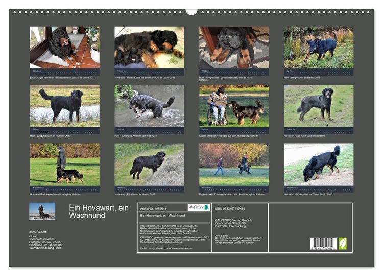 Produktbild: Ein Hovawart, ein Wachhund (Wandkalender 2026 DIN A2 quer), CALVENDO Monatskalender