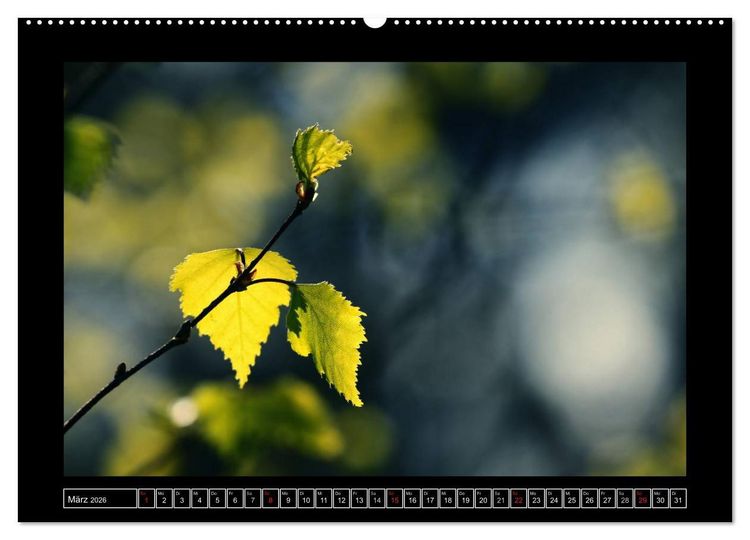 Produktbild: Der Reichswald bei Kleve (Wandkalender 2026 DIN A2 quer), CALVENDO Monatskalender