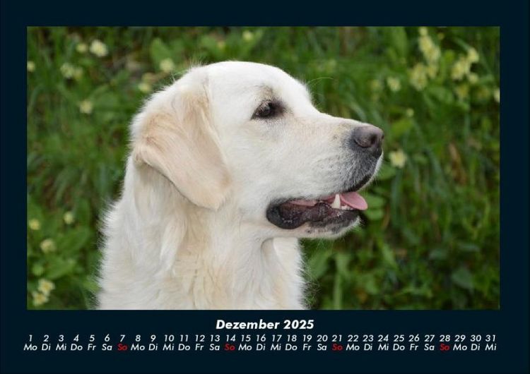 Produktbild: Hundezauber 2025 Fotokalender DIN A4