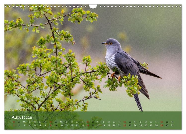 Produktbild: Kuckuck,Kuckuck,rufts aus dem Wald (Wandkalender 2026 DIN A3 quer), CALVENDO Monatskalender