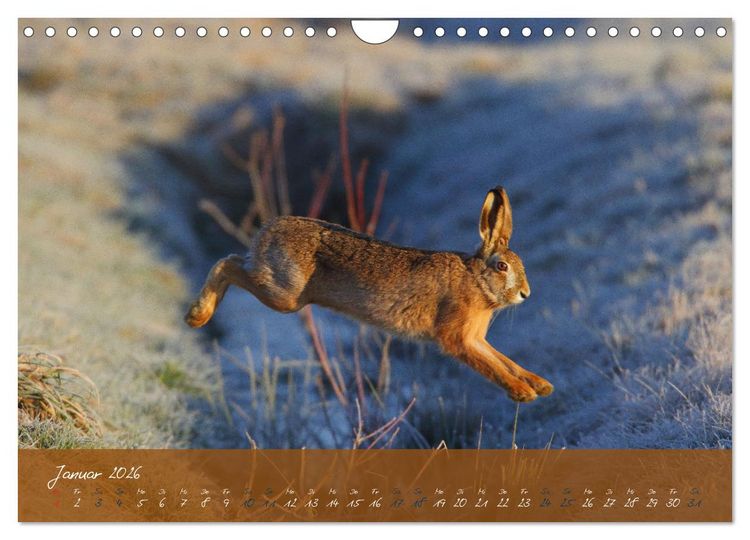 Produktbild: Feldhasen in H&ouml;chstform (Wandkalender 2026 DIN A4 quer), CALVENDO Monatskalender