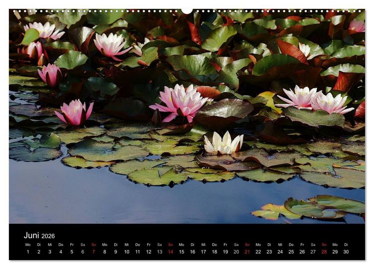 Produktbild: Wilde Bl&uuml;ten-Tr&auml;ume (Wandkalender 2026 DIN A2 quer), CALVENDO Monatskalender
