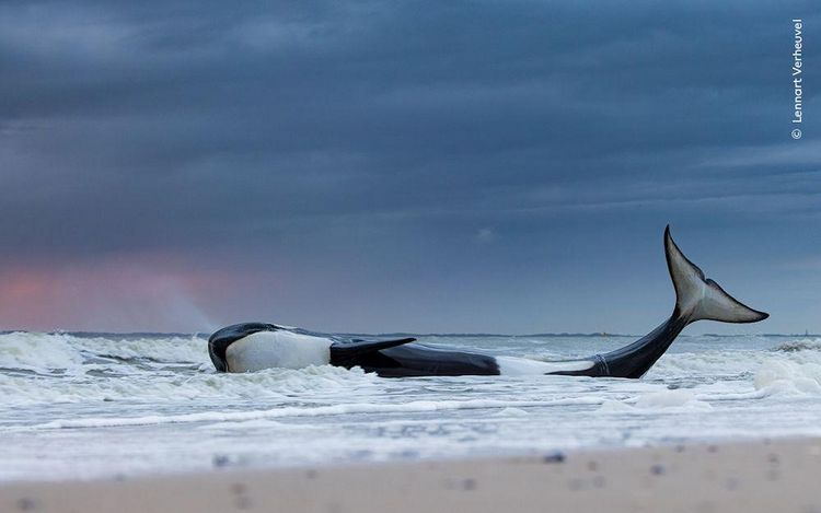 Produktbild: Wildlife Fotografien des Jahres &ndash; Portfolio 33