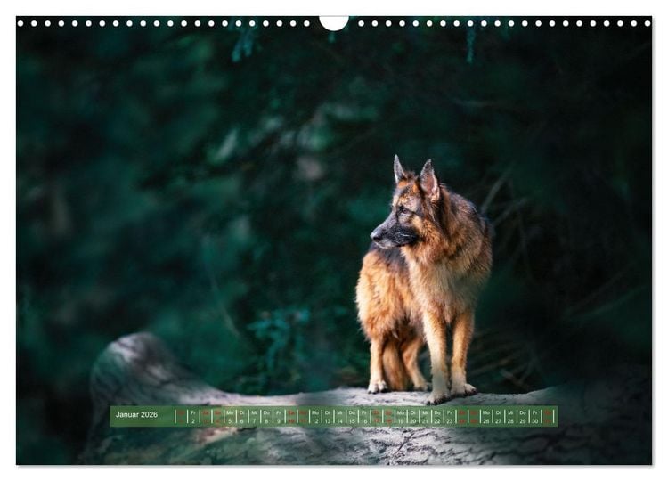 Produktbild: H&uuml;tehunde - H&uuml;ter der Herzen (Wandkalender 2026 DIN A3 quer), CALVENDO Monatskalender