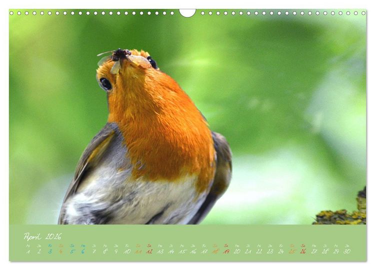 Produktbild: Das Rotkehlchen singt uns ein Lied (Wandkalender 2026 DIN A3 quer), CALVENDO Monatskalender