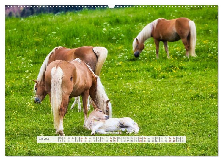 Produktbild: Haflinger im Th&uuml;ringer Wald (Wandkalender 2026 DIN A2 quer), CALVENDO Monatskalender