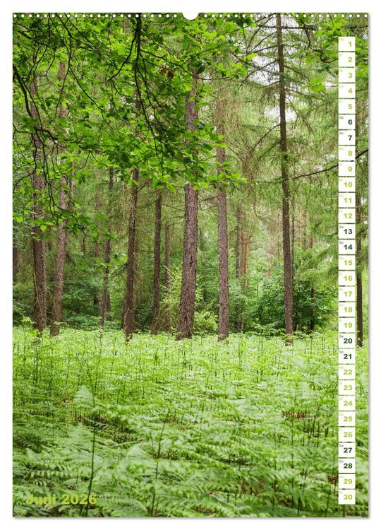 Produktbild: EIFEL - Kraftorte Wald und Wasser (hochwertiger Premium Wandkalender 2026 DIN A2 hoch), Kunstdruck in Hochglanz