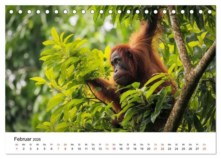 Produktbild: Orang Utans - Leben in den Baumkronen (Tischkalender 2026 DIN A5 quer), CALVENDO Monatskalender