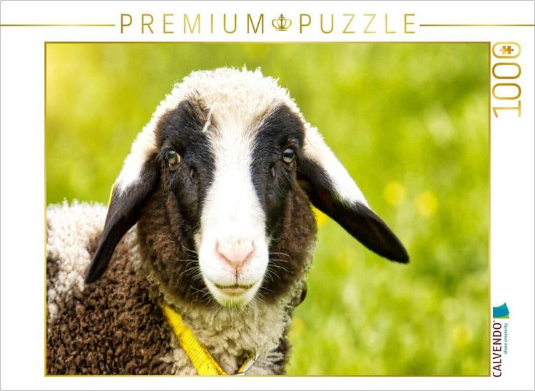 Produktbild: CALVENDO Puzzle Schlappohrlamm | 1000 Teile Lege-Gr&ouml;&szlig;e 64x48cm Foto-Puzzle f&uuml;r gl&uuml;ckliche Stunden