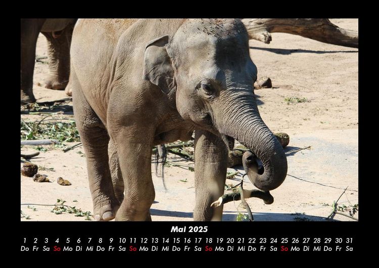 Produktbild: Der Elefantenkalender 2025 Fotokalender DIN A3