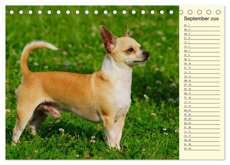Produktbild: Chihuahua - Kleine Hunde ganz gro&szlig; (Tischkalender 2026 DIN A5 quer), CALVENDO Monatskalender