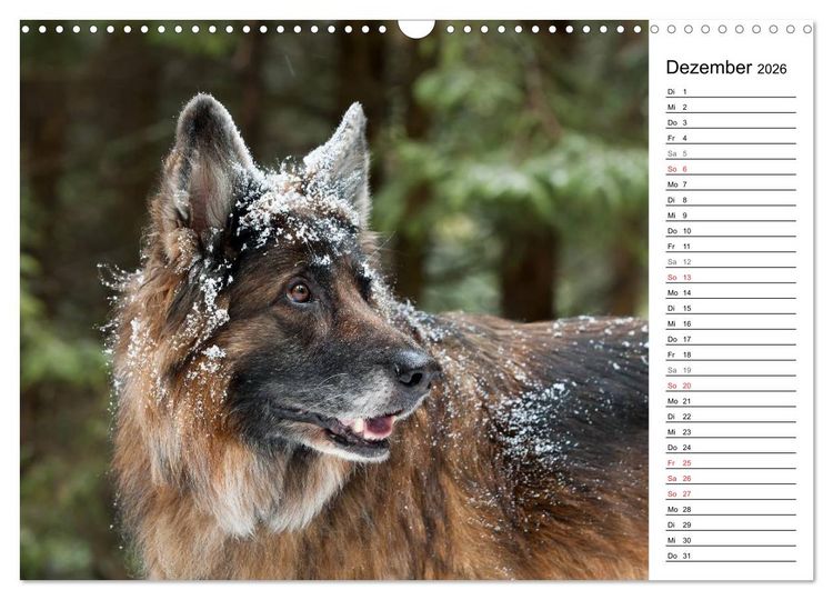 Produktbild: Zauberhafte Langhaar Sch&auml;ferhunde (Wandkalender 2026 DIN A3 quer), CALVENDO Monatskalender