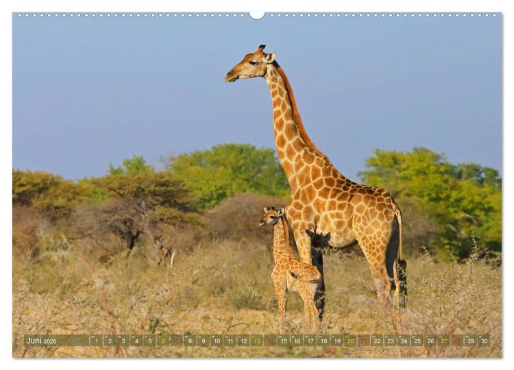 Produktbild: Giraffen - Sanftheit und Anmut (hochwertiger Premium Wandkalender 2026 DIN A2 quer), Kunstdruck in Hochglanz