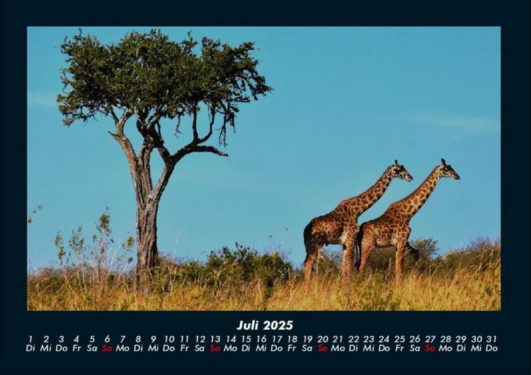 Produktbild: Giraffen 2025 Fotokalender DIN A4