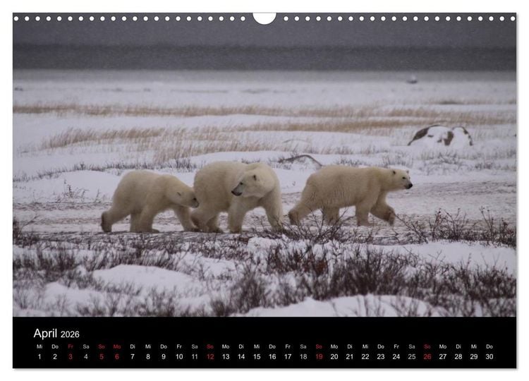 Produktbild: Arktische Tr&auml;ume - Eisb&auml;ren in Kanada (Wandkalender 2026 DIN A3 quer), CALVENDO Monatskalender