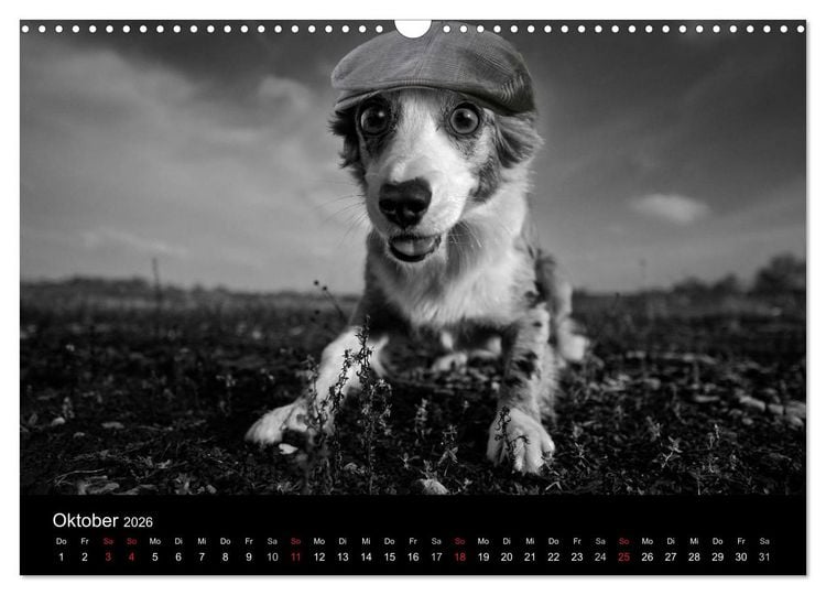 Produktbild: H&uuml;tehunde (Wandkalender 2026 DIN A3 quer), CALVENDO Monatskalender