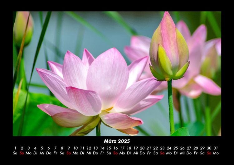 Produktbild: Pflanzen und Bl&uuml;ten 2025 Fotokalender DIN A3
