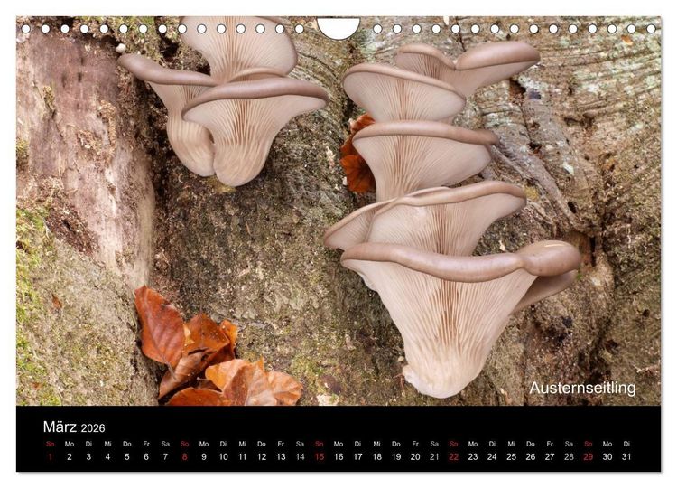 Produktbild: Pilzkalender (Wandkalender 2026 DIN A4 quer), CALVENDO Monatskalender