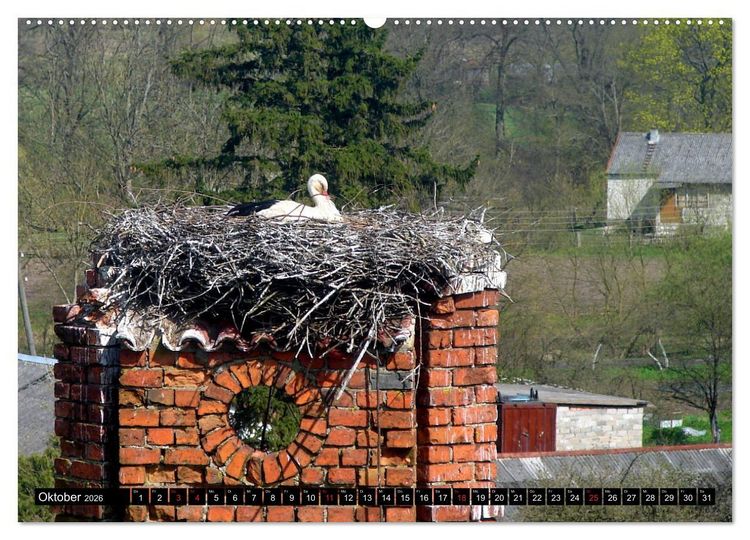 Produktbild: Im Paradies der St&ouml;rche - Dorfkirchen als Storchkirchen in Ostpreu&szlig;en (Wandkalender 2026 DIN A2 quer), CALVENDO Monatskalender