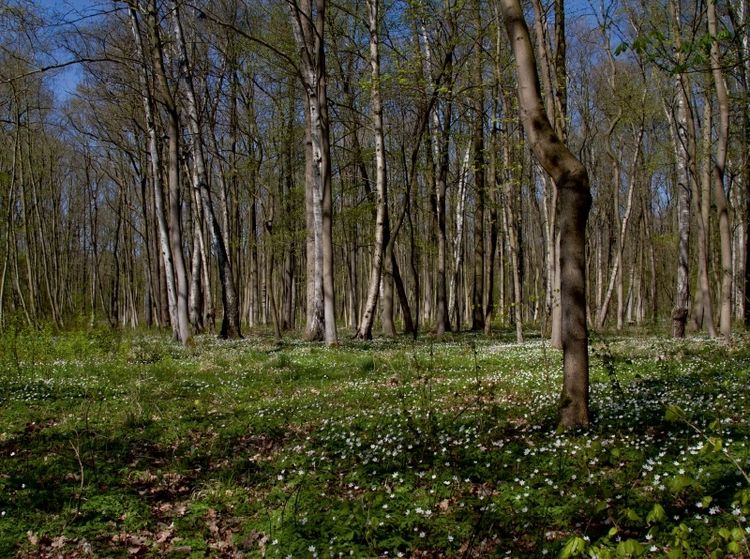 Produktbild: Iltener Holz (Puzzle)