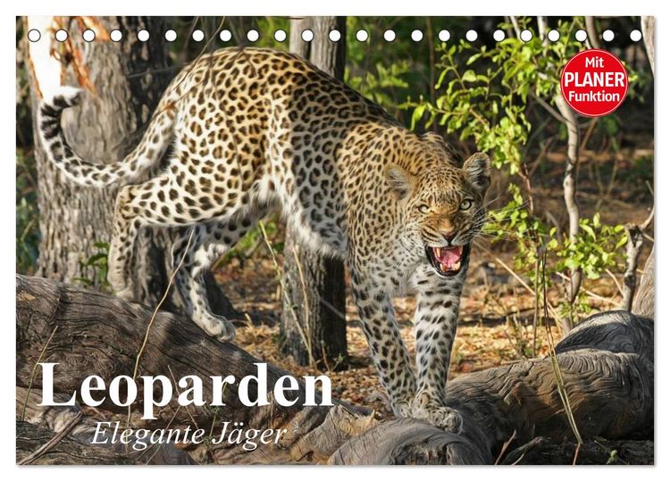 Produktbild: Leoparden. Elegante J&auml;ger (Tischkalender 2026 DIN A5 quer), CALVENDO Monatskalender