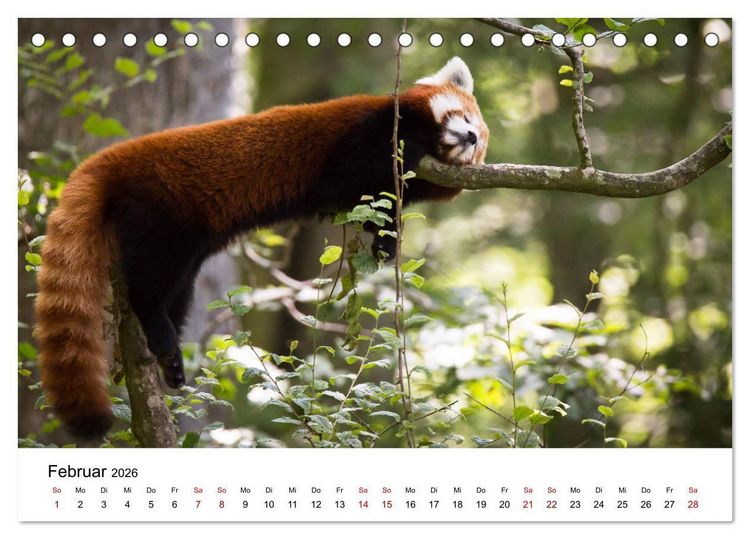 Produktbild: Rote Pandas - geschickte Kletterer (Tischkalender 2026 DIN A5 quer), CALVENDO Monatskalender