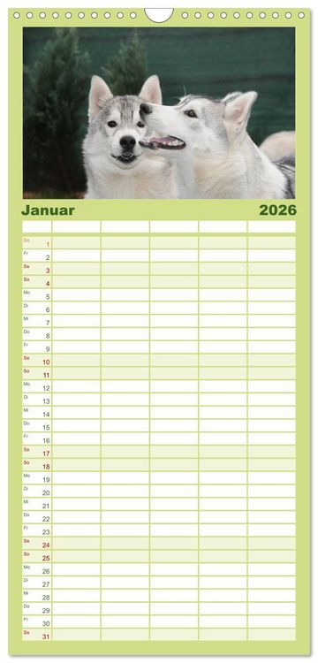 Produktbild: Familienplaner 2026 - Siberian Husky - der Urtyp mit 5 Spalten (Wandkalender, 21 x 45 cm) CALVENDO