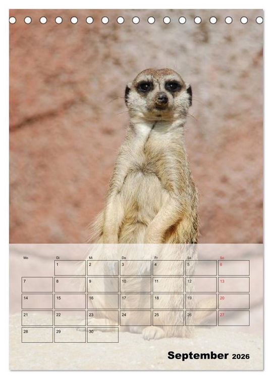 Produktbild: Erdm&auml;nnchen - Afrikas liebenswerte Zwerge (Tischkalender 2026 DIN A5 hoch), CALVENDO Monatskalender