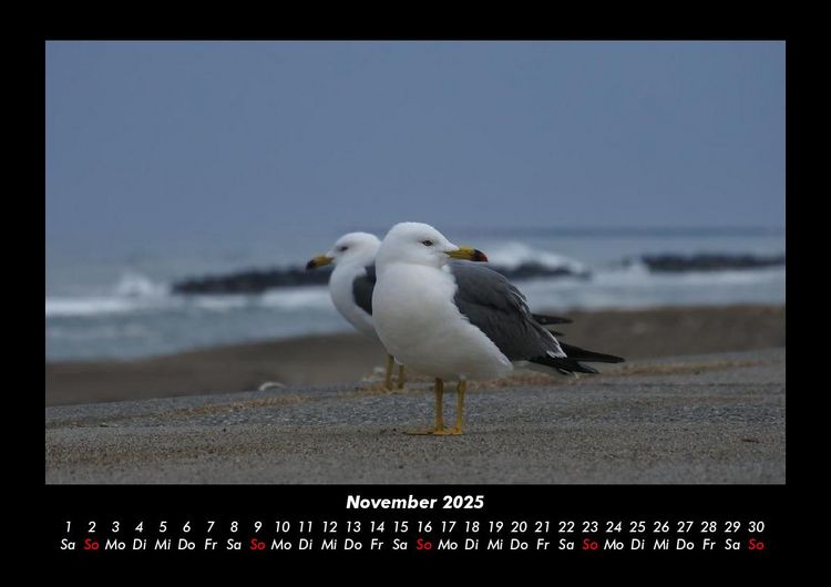 Produktbild: M&ouml;wen 2025 Fotokalender DIN A3